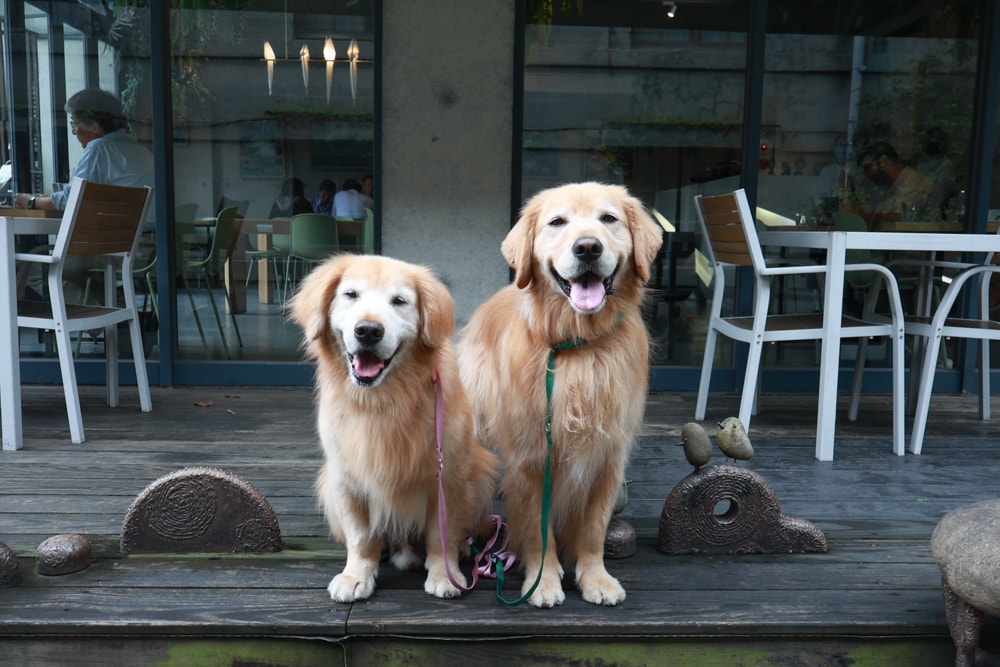 台北忠孝新生美食｜一碗來TaiwanMama。華山1914文化創意產業園區、寵物友善餐廳、家常乾拌麵