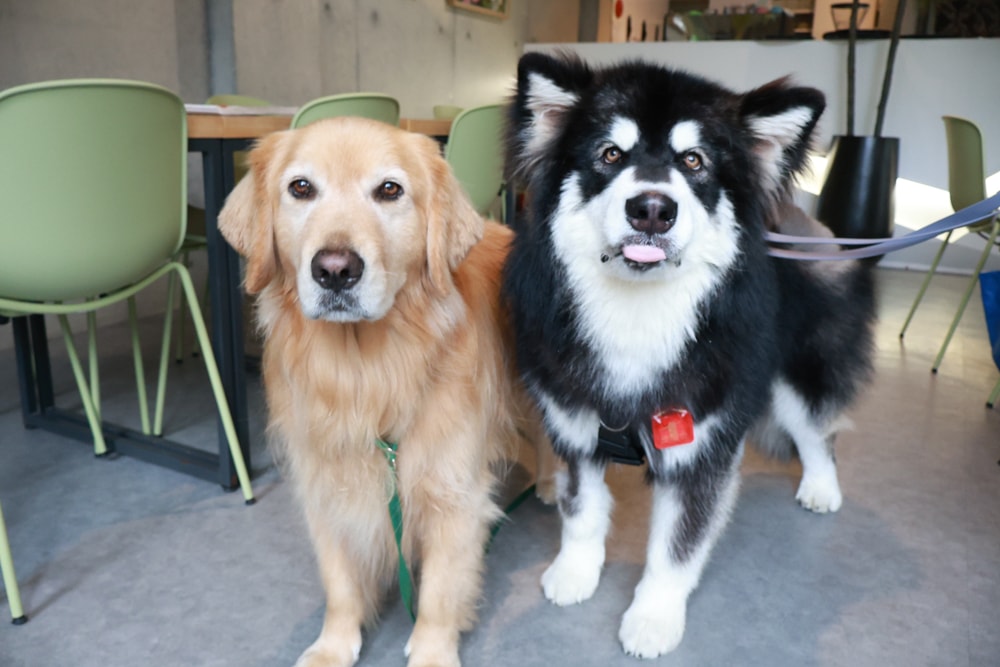 台北忠孝新生美食｜一碗來TaiwanMama。華山1914文化創意產業園區、寵物友善餐廳、家常乾拌麵