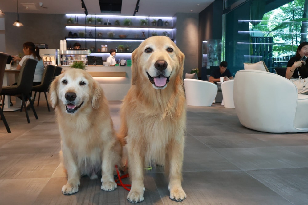 內湖美食｜Rx Taipei 咖啡廳。內湖寵物友善餐廳、內湖質感咖啡廳、Rx cafe、台北寵物友善餐聽