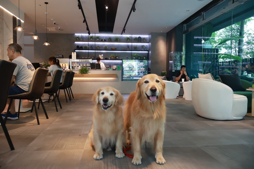 內湖美食｜Rx Taipei 咖啡廳。內湖寵物友善餐廳、內湖質感咖啡廳、Rx cafe、台北寵物友善餐聽