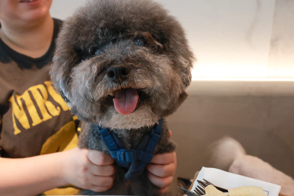 內湖美食｜Rx Taipei 咖啡廳。內湖寵物友善餐廳、內湖質感咖啡廳、Rx cafe、台北寵物友善餐聽