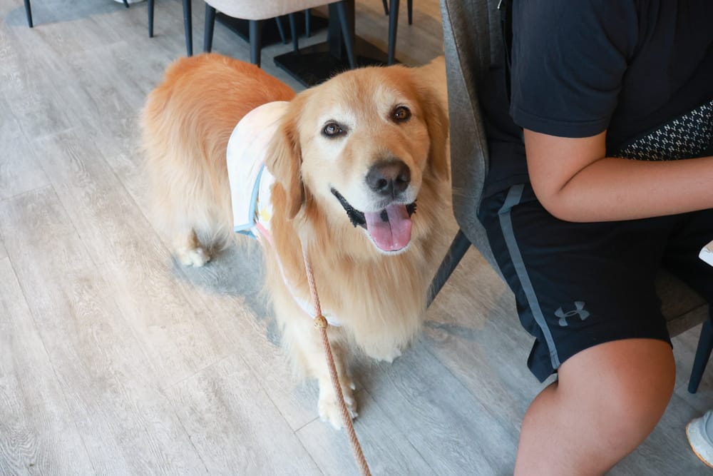 台北內湖美食｜其時Bistro小酒館。寵物友善餐廳、有圍籬綠意草皮、寵物鮮食餐點、日式和風餐點