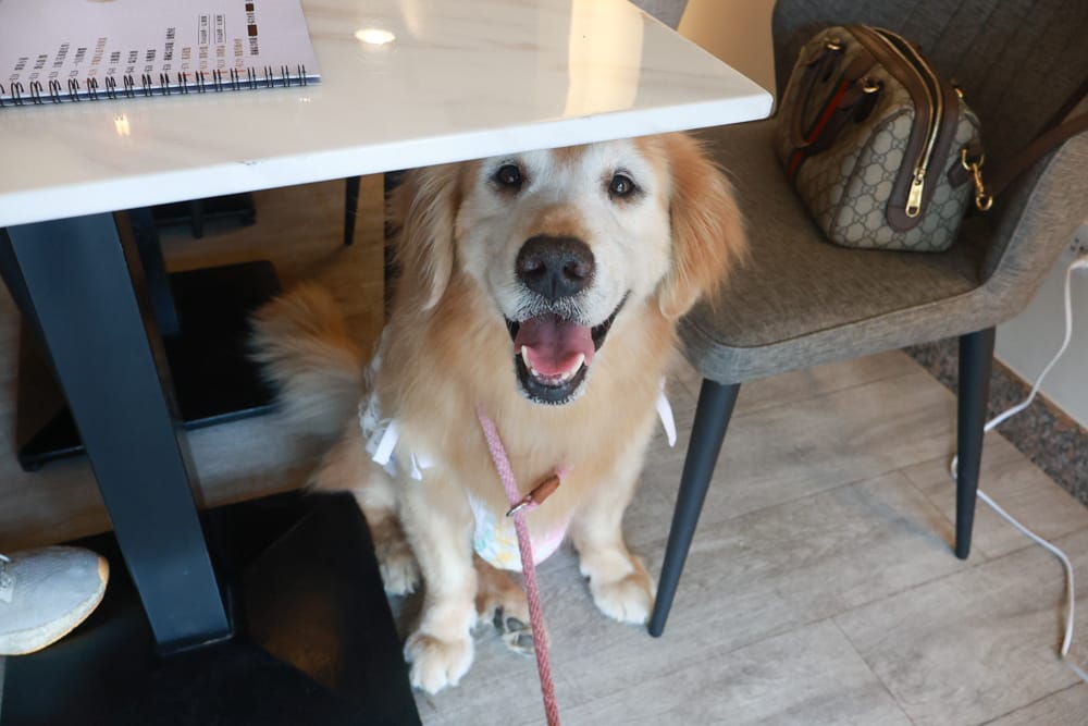 台北內湖美食｜其時Bistro小酒館。寵物友善餐廳、有圍籬綠意草皮、寵物鮮食餐點、日式和風餐點