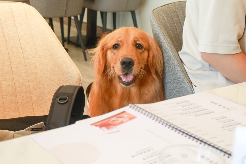 台北內湖美食｜其時Bistro小酒館。寵物友善餐廳、有圍籬綠意草皮、寵物鮮食餐點、日式和風餐點