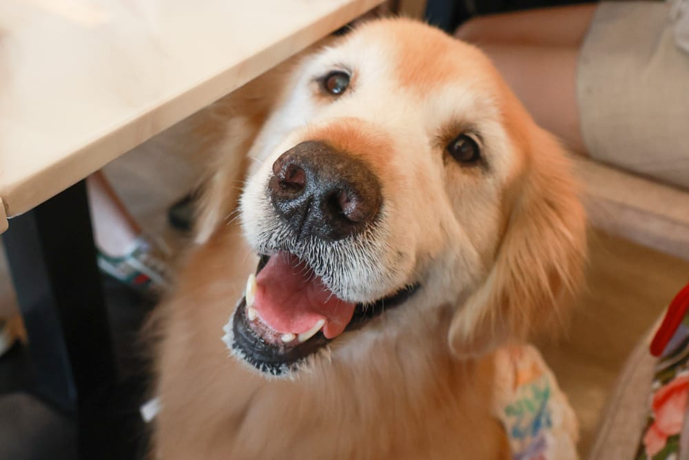 台北內湖美食｜其時Bistro小酒館。寵物友善餐廳、有圍籬綠意草皮、寵物鮮食餐點、日式和風餐點