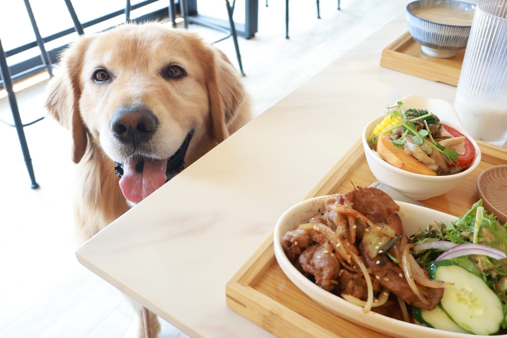 台北內湖美食｜其時Bistro小酒館。寵物友善餐廳、有圍籬綠意草皮、寵物鮮食餐點、日式和風餐點