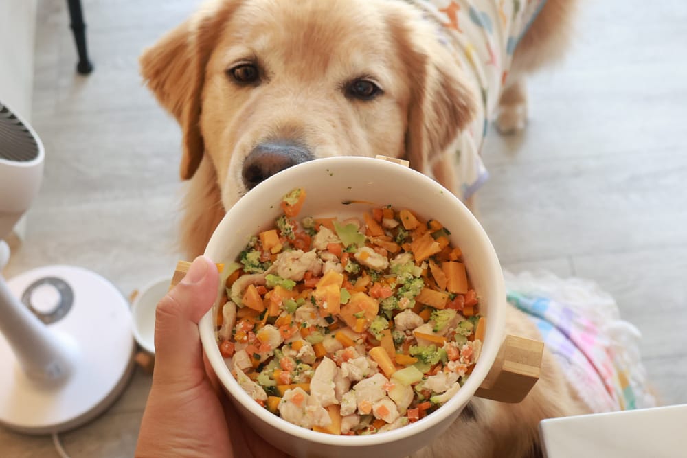 台北內湖美食｜其時Bistro小酒館。寵物友善餐廳、有圍籬綠意草皮、寵物鮮食餐點、日式和風餐點