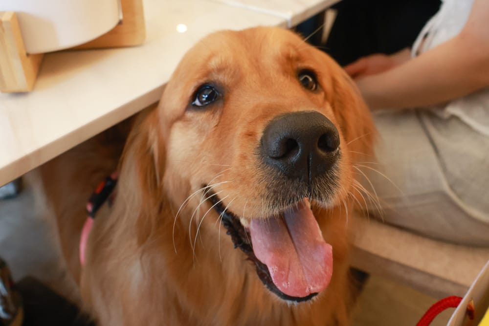 台北內湖美食｜其時Bistro小酒館。寵物友善餐廳、有圍籬綠意草皮、寵物鮮食餐點、日式和風餐點