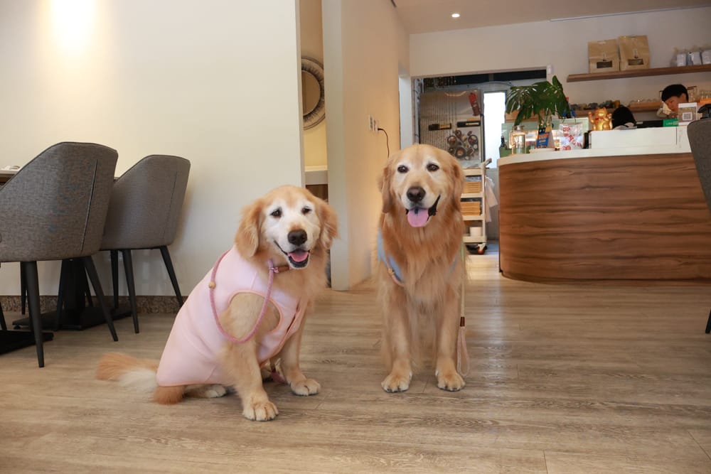 台北內湖美食｜其時Bistro小酒館。寵物友善餐廳、有圍籬綠意草皮、寵物鮮食餐點、日式和風餐點