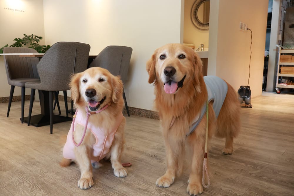 台北內湖美食｜其時Bistro小酒館。寵物友善餐廳、有圍籬綠意草皮、寵物鮮食餐點、日式和風餐點