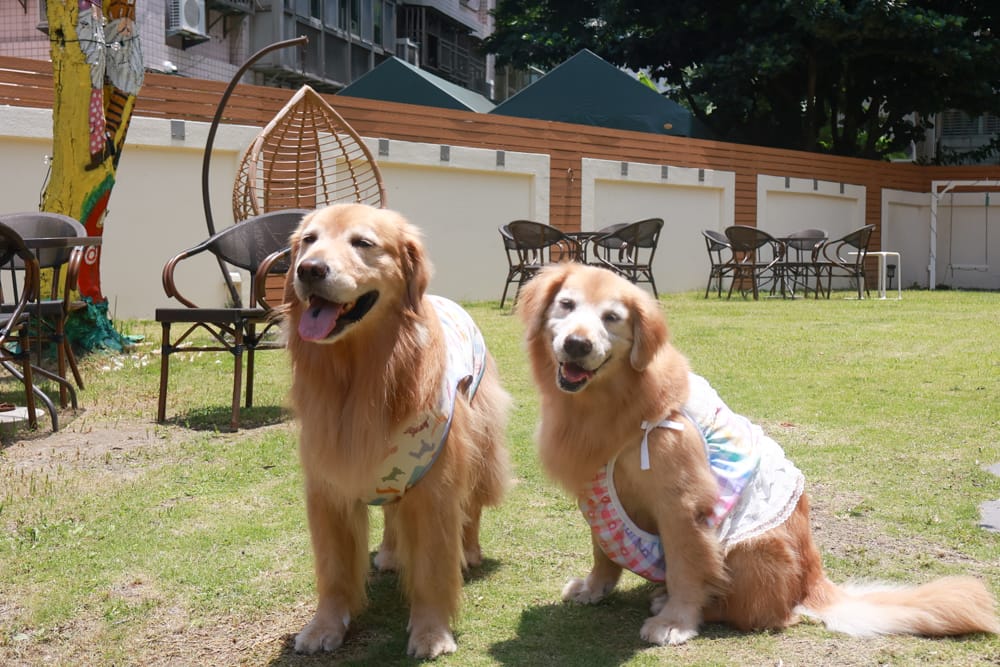 台北內湖美食｜其時Bistro小酒館。寵物友善餐廳、有圍籬綠意草皮、寵物鮮食餐點、日式和風餐點