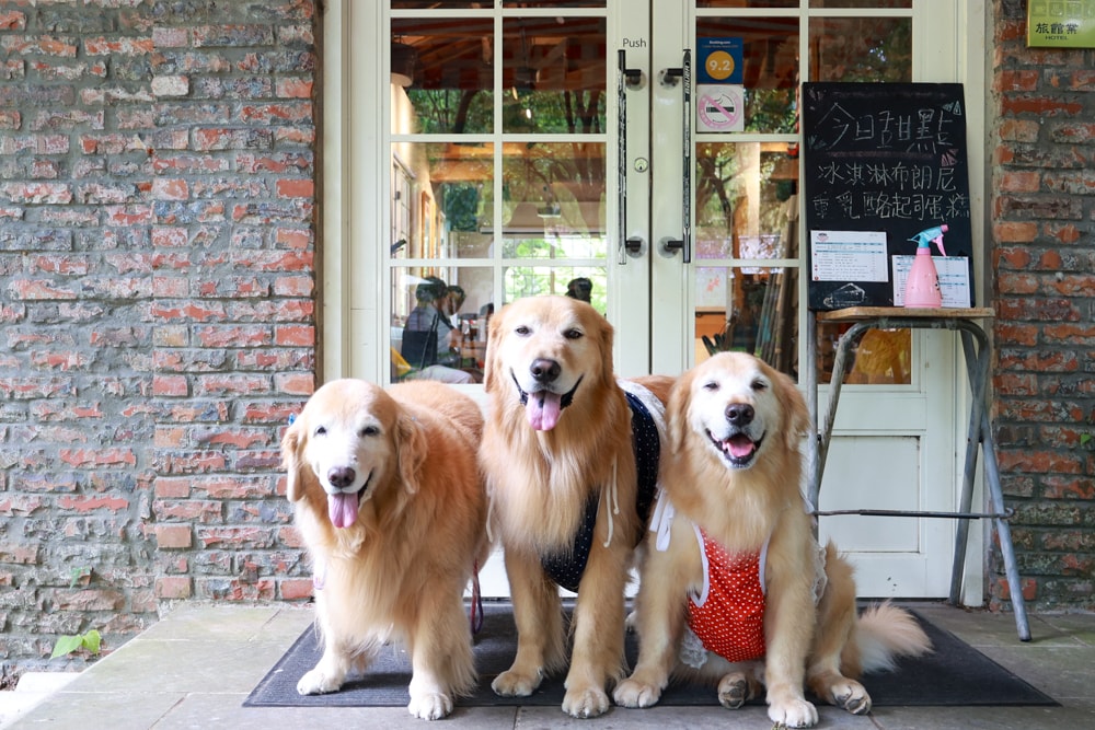 台北士林｜凱莉餐廳。陽明山美式餐廳、寵物友善餐廳、綠意大草皮、陽明山美軍宿舍餐廳、老媽炸雞超正點！！