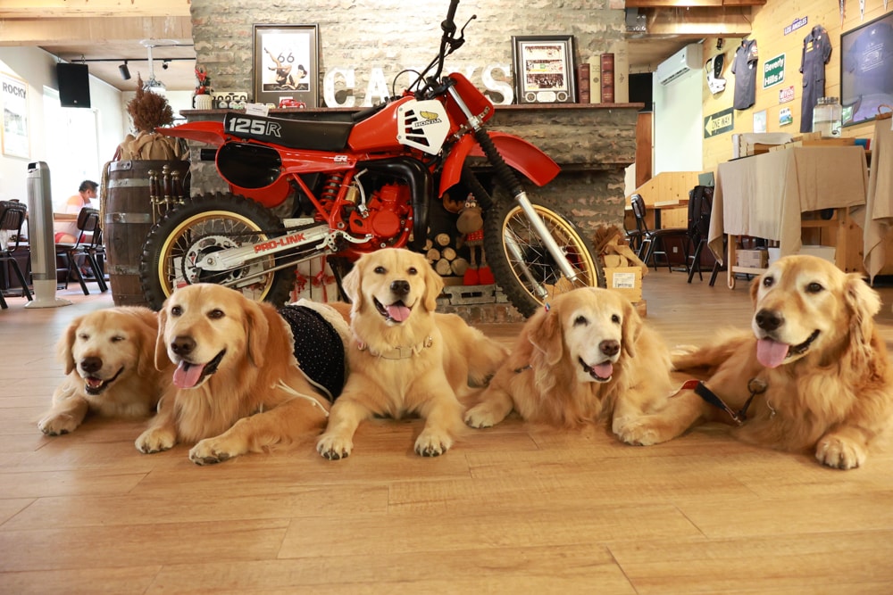台北士林｜凱莉餐廳。陽明山美式餐廳、寵物友善餐廳、綠意大草皮、陽明山美軍宿舍餐廳、老媽炸雞超正點！！