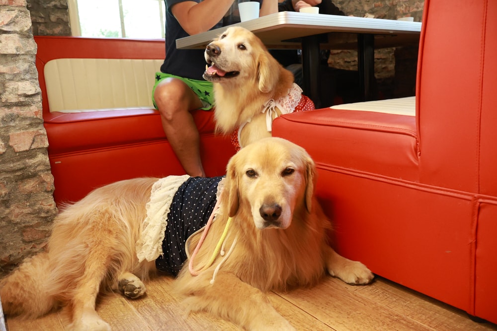 台北士林｜凱莉餐廳。陽明山美式餐廳、寵物友善餐廳、綠意大草皮、陽明山美軍宿舍餐廳、老媽炸雞超正點！！