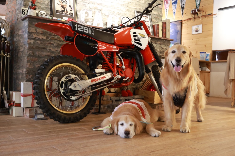 台北士林｜凱莉餐廳。陽明山美式餐廳、寵物友善餐廳、綠意大草皮、陽明山美軍宿舍餐廳、老媽炸雞超正點！！