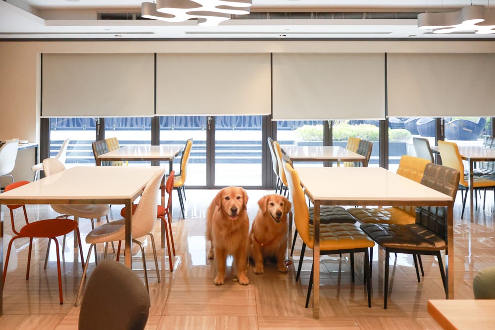 台北北投雅樂軒酒店 Aloft Taipei Beitou｜寵物友善主題房型、聚聚樂Nook 餐廳、W XYZ Bar酒吧、台北寵物友善旅宿
