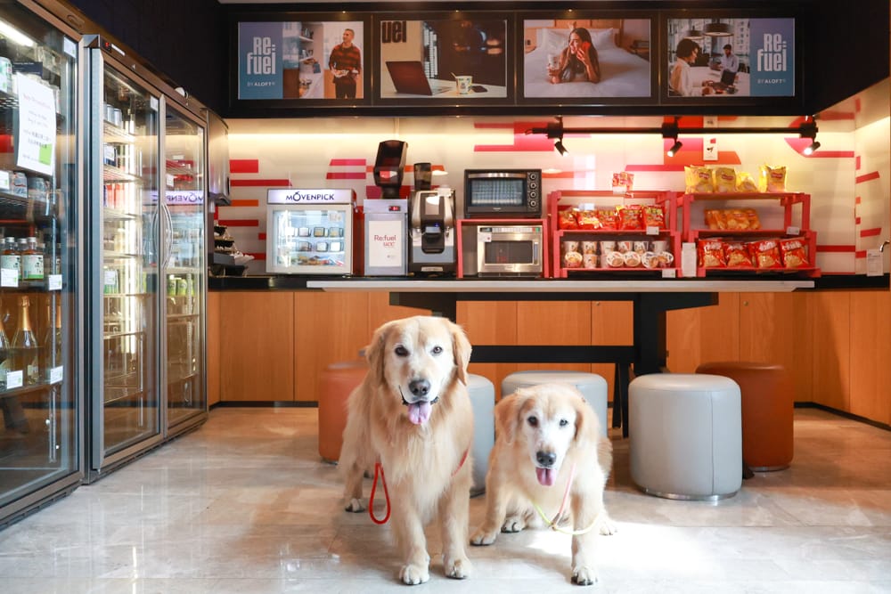 台北北投雅樂軒酒店 Aloft Taipei Beitou｜寵物友善主題房型、聚聚樂Nook 餐廳、W XYZ Bar酒吧、台北寵物友善旅宿