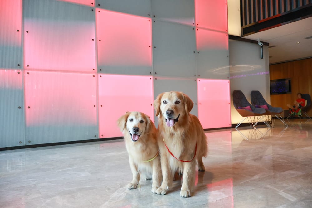 台北北投雅樂軒酒店 Aloft Taipei Beitou｜寵物友善主題房型、聚聚樂Nook 餐廳、W XYZ Bar酒吧、台北寵物友善旅宿