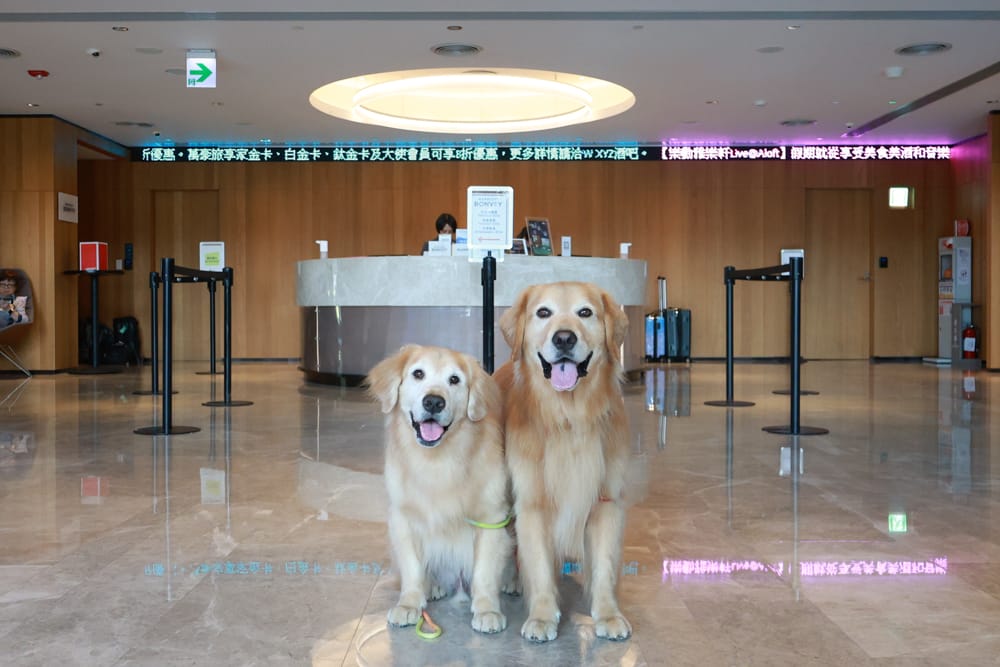 台北北投雅樂軒酒店 Aloft Taipei Beitou｜寵物友善主題房型、聚聚樂Nook 餐廳、W XYZ Bar酒吧、台北寵物友善旅宿