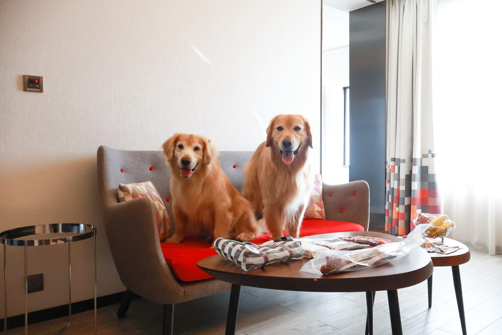 台北北投雅樂軒酒店 Aloft Taipei Beitou｜寵物友善主題房型、聚聚樂Nook 餐廳、W XYZ Bar酒吧、台北寵物友善旅宿
