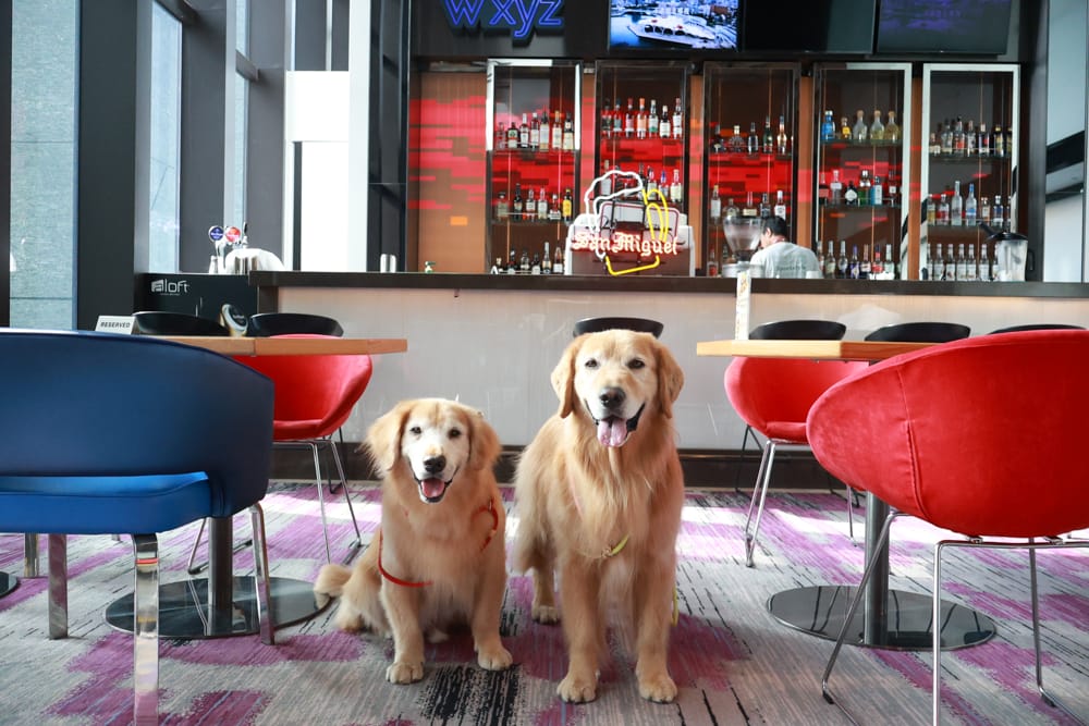 台北北投雅樂軒酒店 Aloft Taipei Beitou｜寵物友善主題房型、聚聚樂Nook 餐廳、W XYZ Bar酒吧、台北寵物友善旅宿
