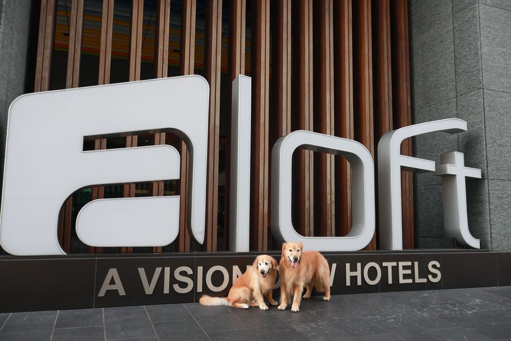 台北北投雅樂軒酒店 Aloft Taipei Beitou｜寵物友善主題房型、聚聚樂Nook 餐廳、W XYZ Bar酒吧、台北寵物友善旅宿