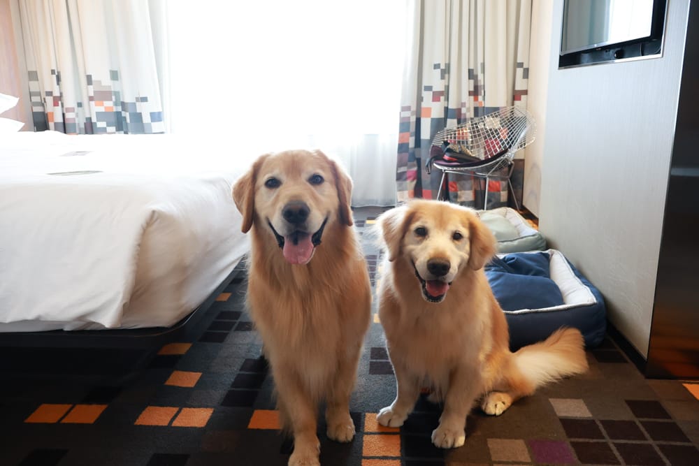 台北北投雅樂軒酒店 Aloft Taipei Beitou｜寵物友善主題房型、聚聚樂Nook 餐廳、W XYZ Bar酒吧、台北寵物友善旅宿