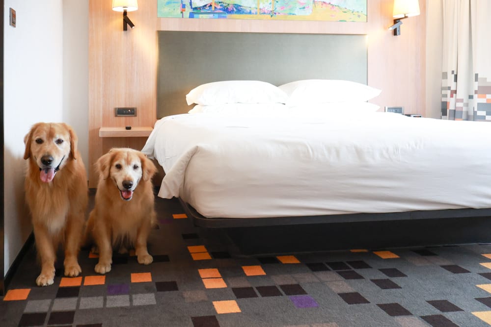 台北北投雅樂軒酒店 Aloft Taipei Beitou｜寵物友善主題房型、聚聚樂Nook 餐廳、W XYZ Bar酒吧、台北寵物友善旅宿