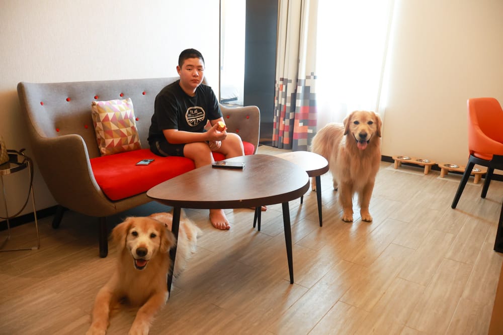 台北北投雅樂軒酒店 Aloft Taipei Beitou｜寵物友善主題房型、聚聚樂Nook 餐廳、W XYZ Bar酒吧、台北寵物友善旅宿