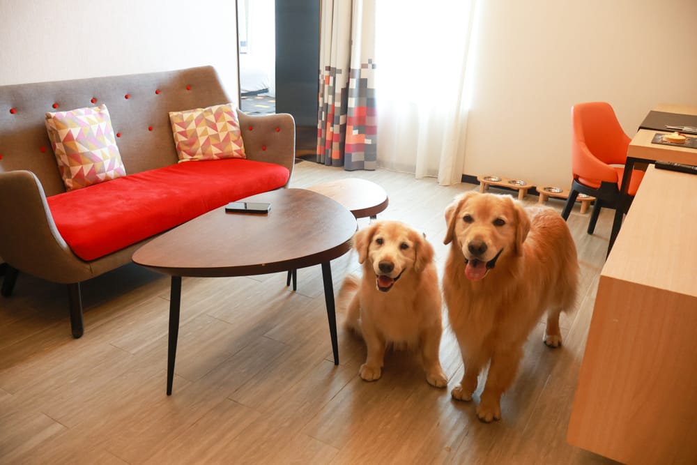 台北北投雅樂軒酒店 Aloft Taipei Beitou｜寵物友善主題房型、聚聚樂Nook 餐廳、W XYZ Bar酒吧、台北寵物友善旅宿