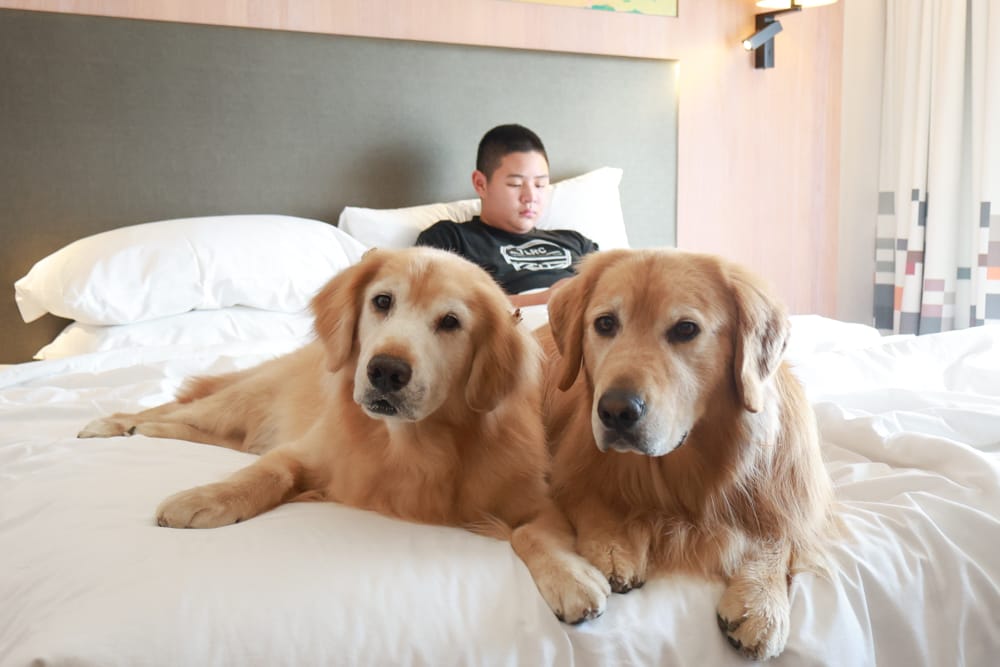 台北北投雅樂軒酒店 Aloft Taipei Beitou｜寵物友善主題房型、聚聚樂Nook 餐廳、W XYZ Bar酒吧、台北寵物友善旅宿