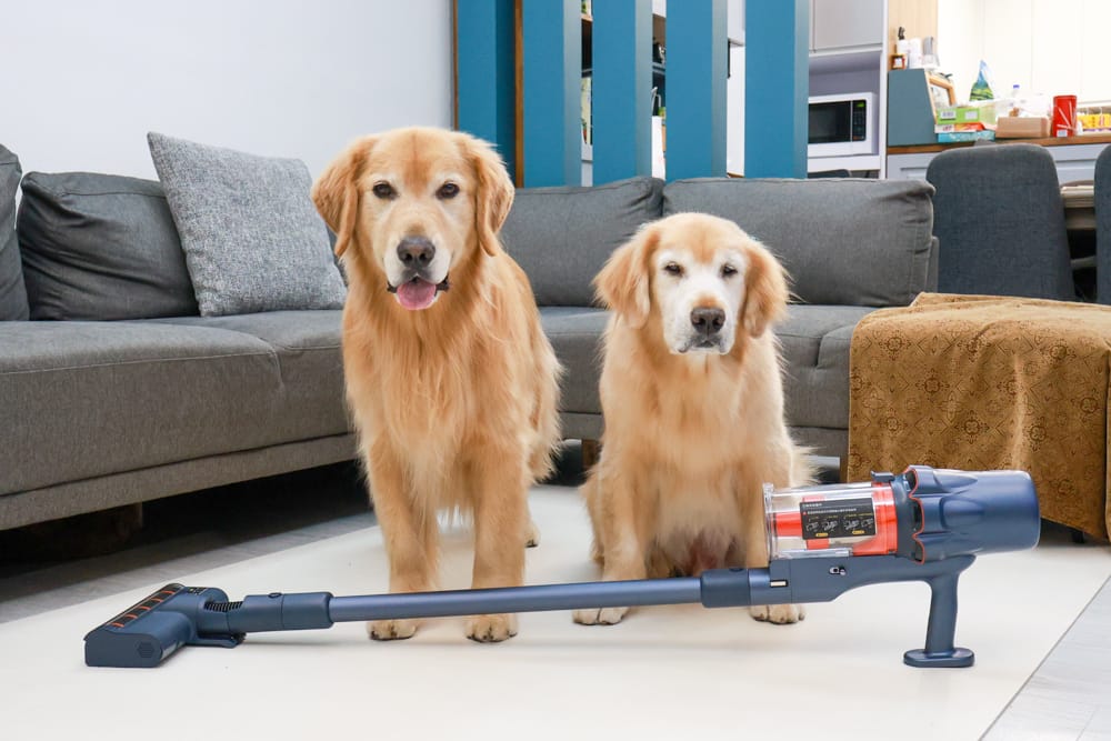 東元綠光顯塵吸塵器 XJ2501CB。光學顯塵科技、毛髮灰塵無所遁形、寵物家庭打掃神器、清潔地板超easy!!