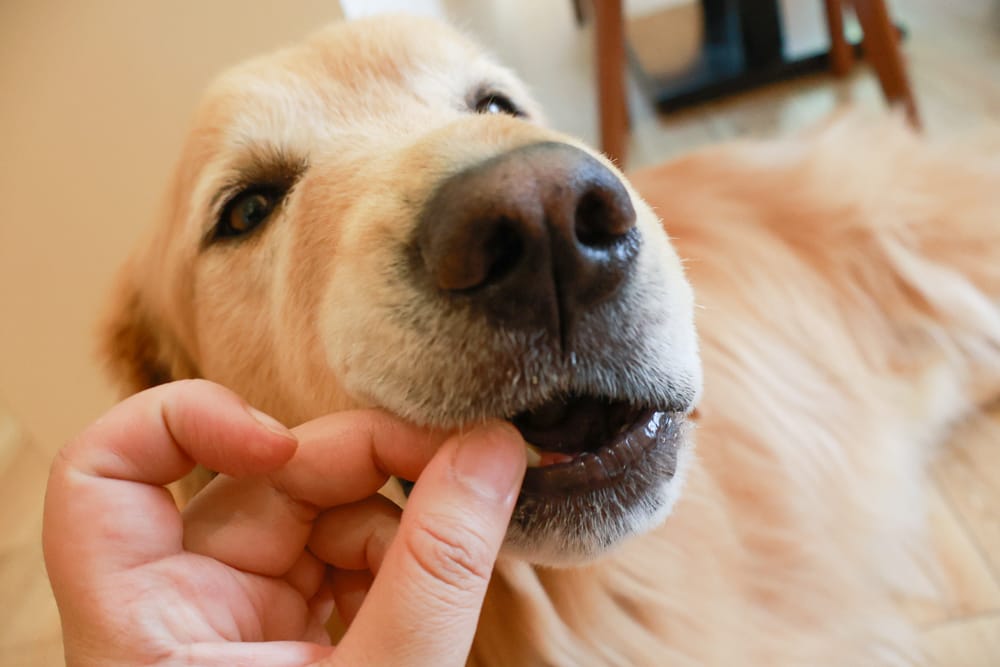希臘安柏希雅Ambrosia無穀鮮肉犬糧、單一肉蛋白系列狗糧｜狗飼料、融合地中海健康飲食、添加橄欖油、多種超級食物