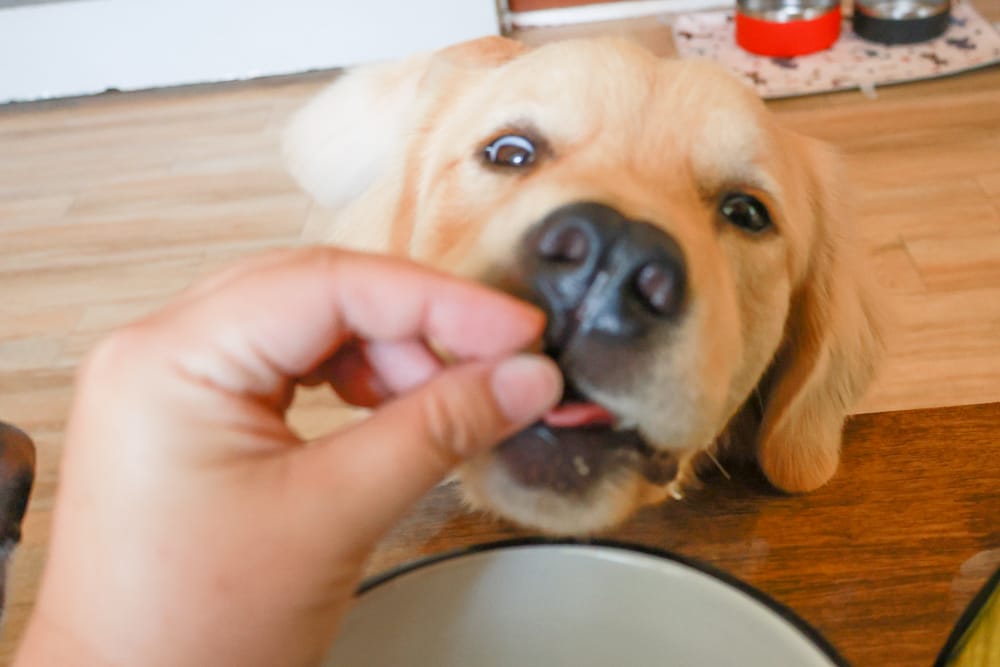 希臘安柏希雅Ambrosia無穀鮮肉犬糧、單一肉蛋白系列狗糧｜狗飼料、融合地中海健康飲食、添加橄欖油、多種超級食物