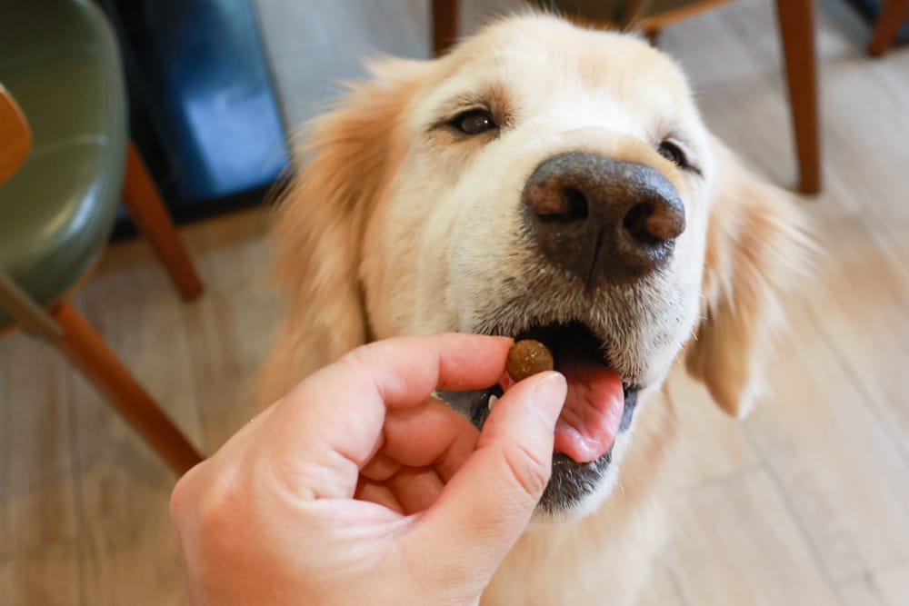 希臘安柏希雅Ambrosia無穀鮮肉犬糧、單一肉蛋白系列狗糧｜狗飼料、融合地中海健康飲食、添加橄欖油、多種超級食物
