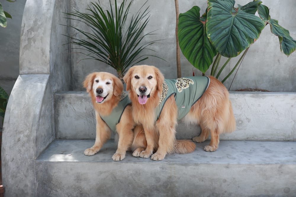 花蓮美食|山下陳涼。精緻泰式料理、峇里島風海景餐廳、庭院用餐區可以攜帶寵物、東南亞特色料理 - 第8張圖 花蓮美食|山下陳涼。精緻泰式料理、峇里島風海景餐廳、庭院用餐區可以攜帶寵物、東南亞特色料理