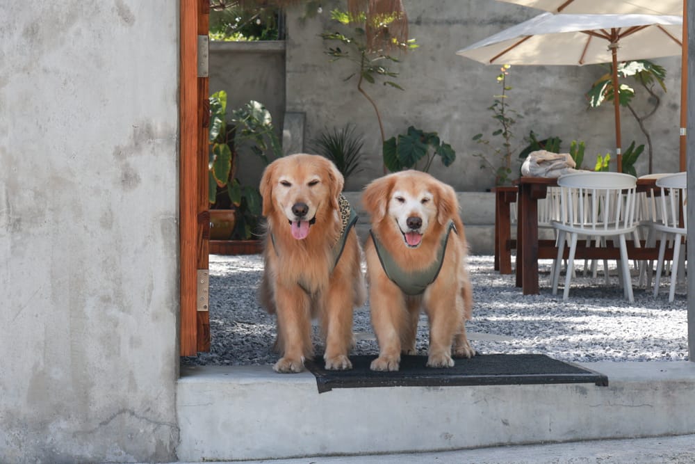 花蓮美食|山下陳涼。精緻泰式料理、峇里島風海景餐廳、庭院用餐區可以攜帶寵物、東南亞特色料理 - 第2張圖 花蓮美食|山下陳涼。精緻泰式料理、峇里島風海景餐廳、庭院用餐區可以攜帶寵物、東南亞特色料理