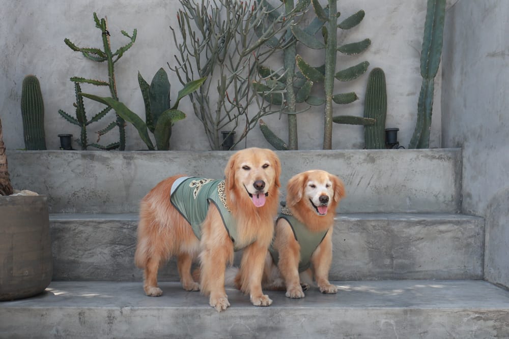 花蓮美食|山下陳涼。精緻泰式料理、峇里島風海景餐廳、庭院用餐區可以攜帶寵物、東南亞特色料理 - 第3張圖 花蓮美食|山下陳涼。精緻泰式料理、峇里島風海景餐廳、庭院用餐區可以攜帶寵物、東南亞特色料理