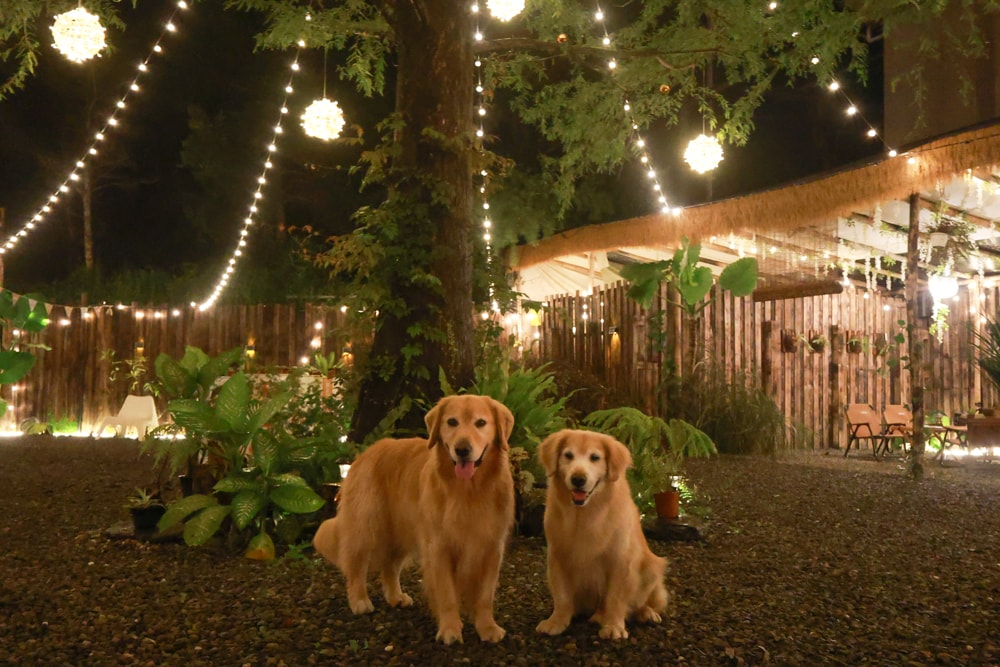 岸山 Anshan純木炭碳烤&生啤酒 Local BBQ & Beer。南投魚池日月潭美食、寵物友善餐廳、露營野餐風BBQ燒烤