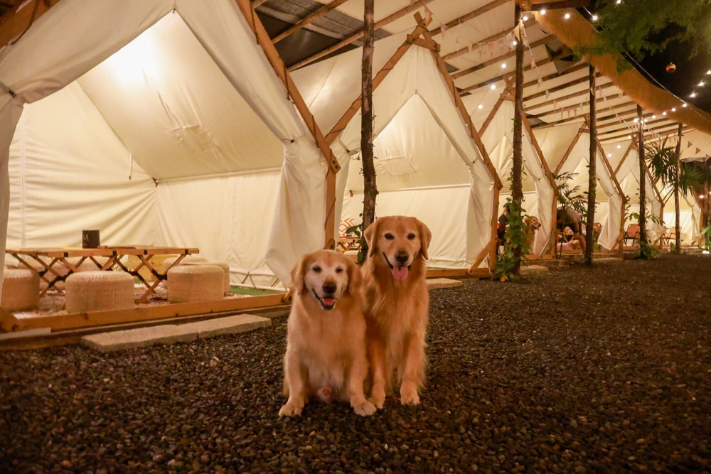 岸山 Anshan純木炭碳烤&生啤酒 Local BBQ & Beer。南投魚池日月潭美食、寵物友善餐廳、露營野餐風BBQ燒烤