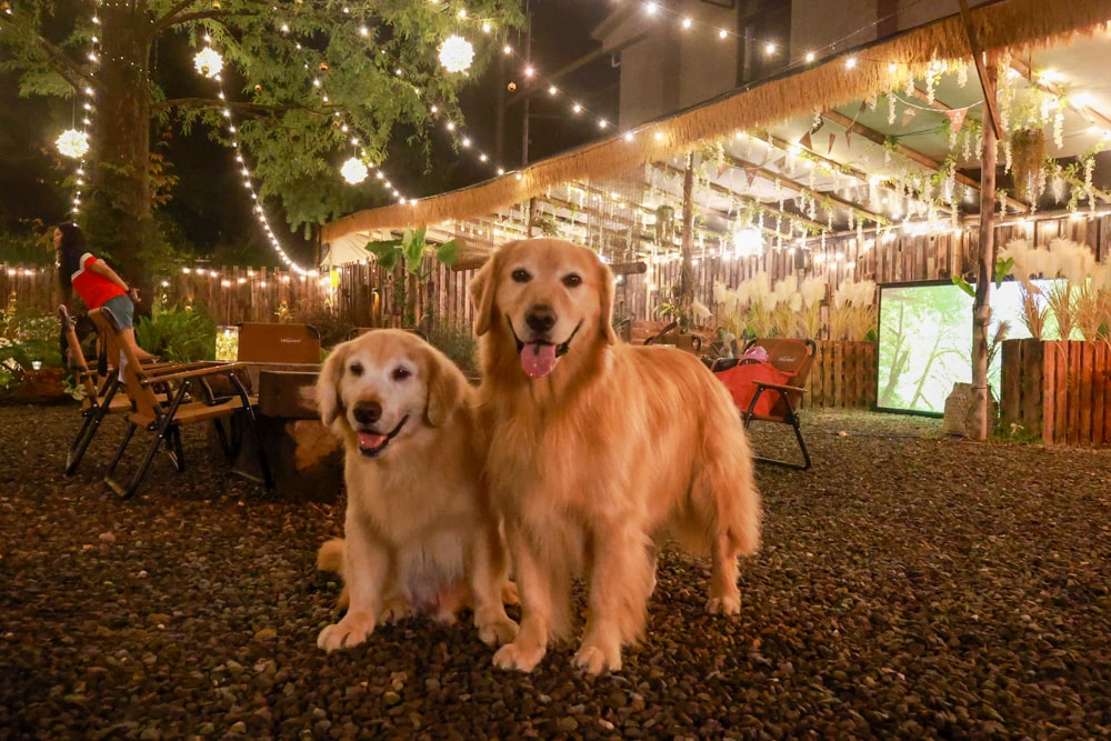 岸山 Anshan純木炭碳烤&生啤酒 Local BBQ & Beer。南投魚池日月潭美食、寵物友善餐廳、露營野餐風BBQ燒烤