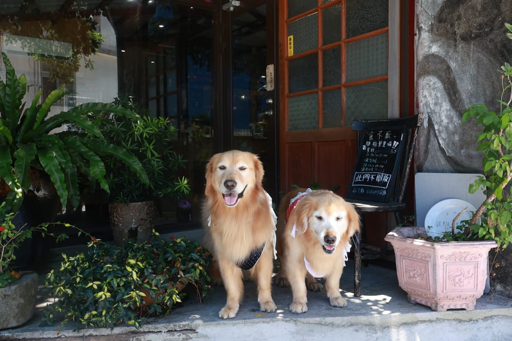 金山寬哥食不厭。新北寵物友善餐廳、北海岸美食、磺港漁村旁的懷舊紅磚老屋手路菜、經典貓飯、午魚一夜干專賣