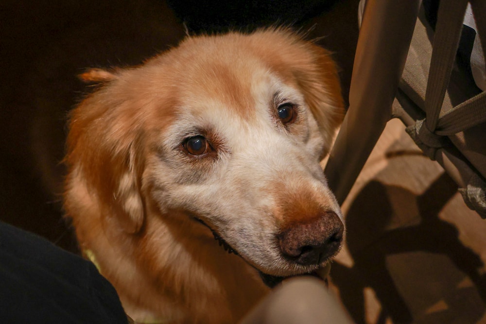 台北士林美食｜阿緹卡Pizza專賣店Antica58。陽明山美軍宿舍餐廳、寵物友善餐廳、草山小鎮、羅馬方形披薩