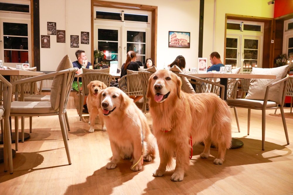 台北士林美食｜阿緹卡Pizza專賣店Antica58。陽明山美軍宿舍餐廳、寵物友善餐廳、草山小鎮、羅馬方形披薩