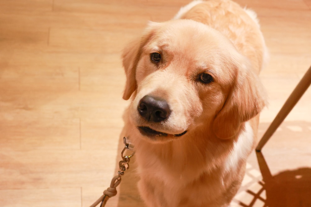 台北士林美食｜阿緹卡Pizza專賣店Antica58。陽明山美軍宿舍餐廳、寵物友善餐廳、草山小鎮、羅馬方形披薩