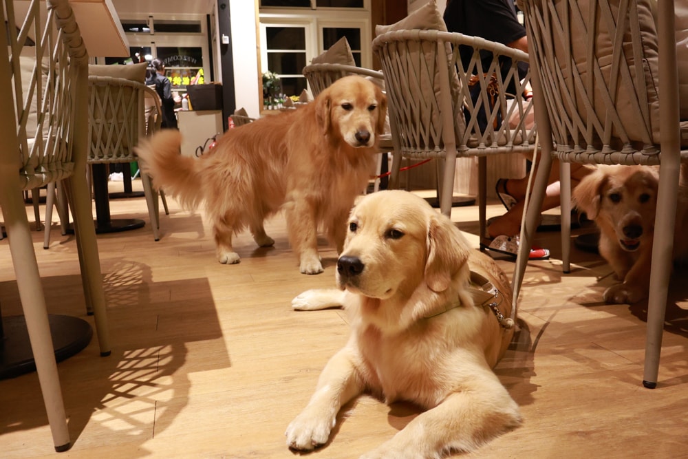 台北士林美食｜阿緹卡Pizza專賣店Antica58。陽明山美軍宿舍餐廳、寵物友善餐廳、草山小鎮、羅馬方形披薩