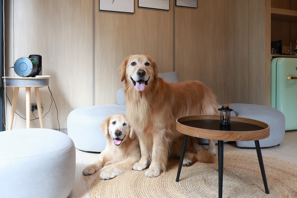 南投魚池｜3JD Home二館。日月潭絕美民宿森林villa、露營車、寵物友善民宿、一泊三食、露天風呂