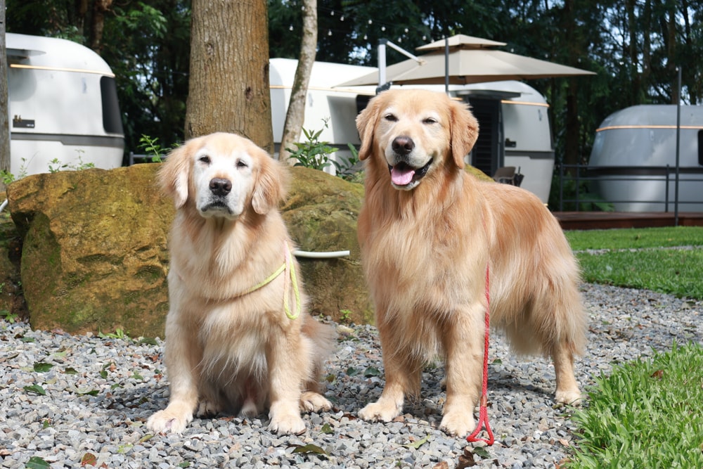 南投魚池｜3JD Home二館。日月潭絕美民宿森林villa、露營車、寵物友善民宿、一泊三食、露天風呂