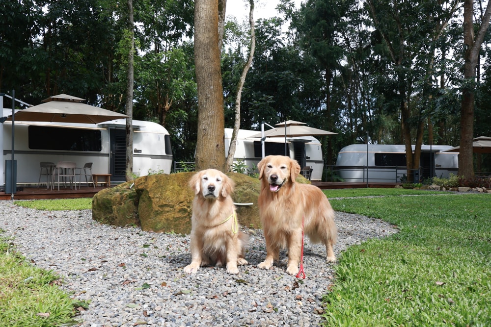 南投魚池｜3JD Home二館。日月潭絕美民宿森林villa、露營車、寵物友善民宿、一泊三食、露天風呂