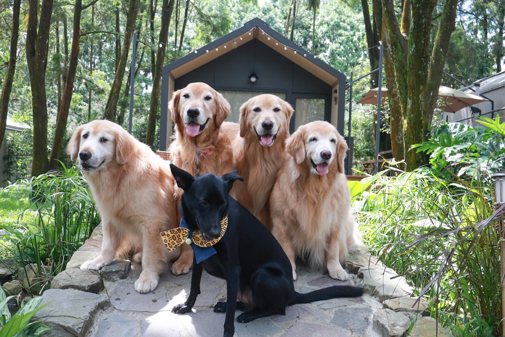 南投魚池｜3JD Home二館。日月潭絕美民宿森林villa、露營車、寵物友善民宿、一泊三食、露天風呂